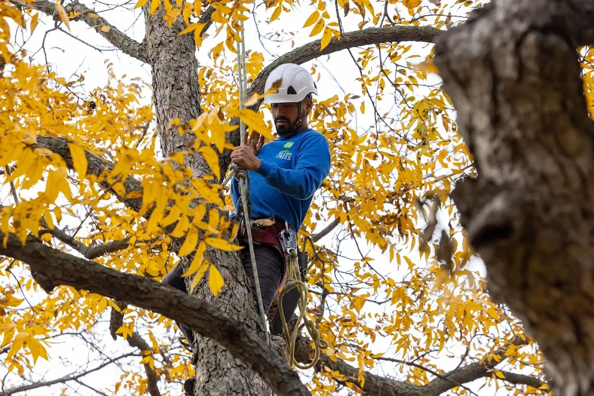 Skilled Tree Pruning crew working in Shell Rock